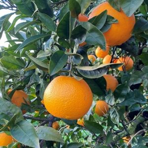 Arancia Washington Navel (singola cassetta da 9 kg)