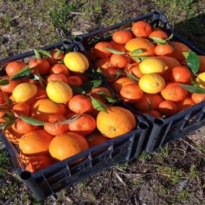 Cassetta mista di agrumi (singola cassetta da 9 kg)