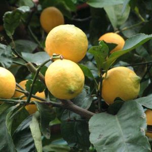 Limone (singola cassetta da 9 kg)